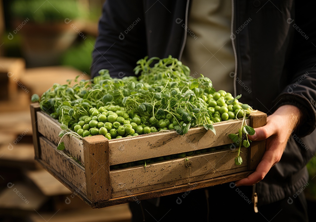Mãos de pessoas segurando Verduras sobre uma caixa de madeira