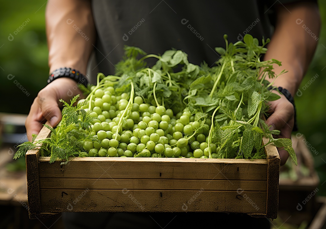 Mãos de pessoas segurando Verduras sobre uma caixa de madeira