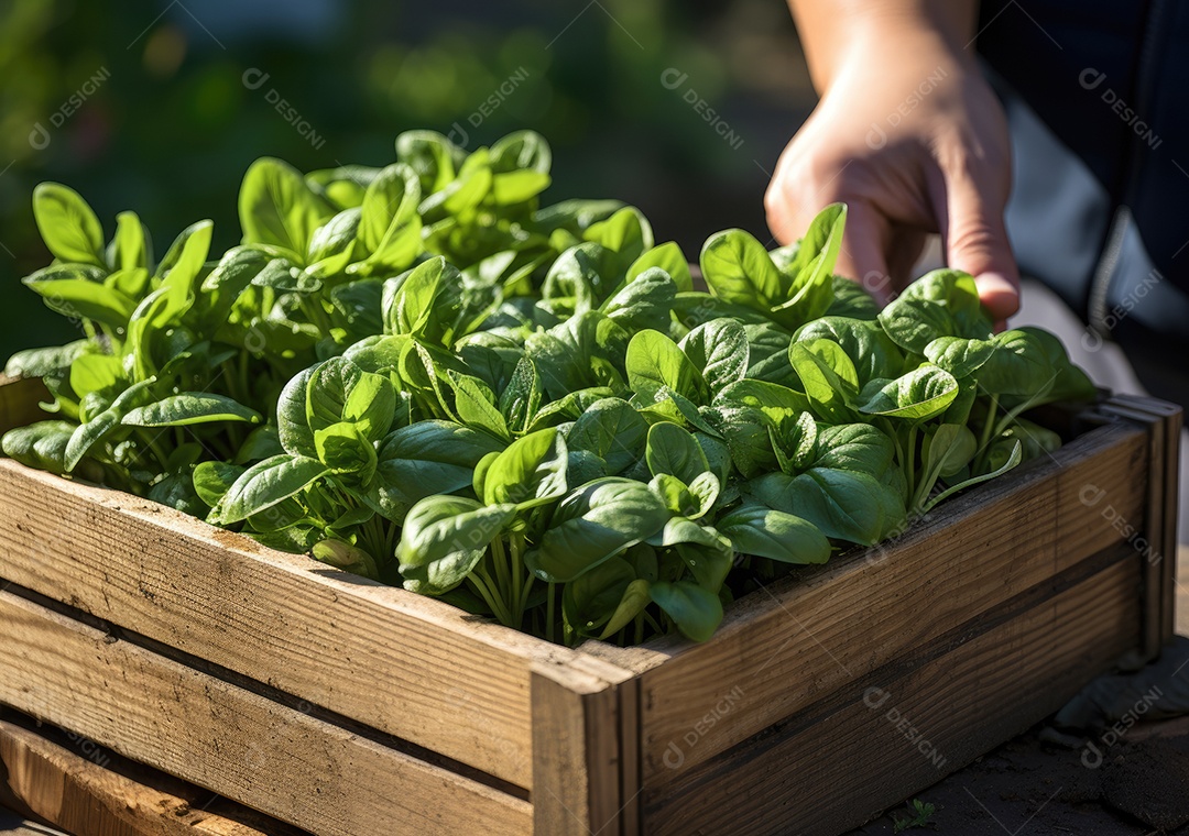 Mãos de pessoas segurando Verduras sobre uma caixa de madeira