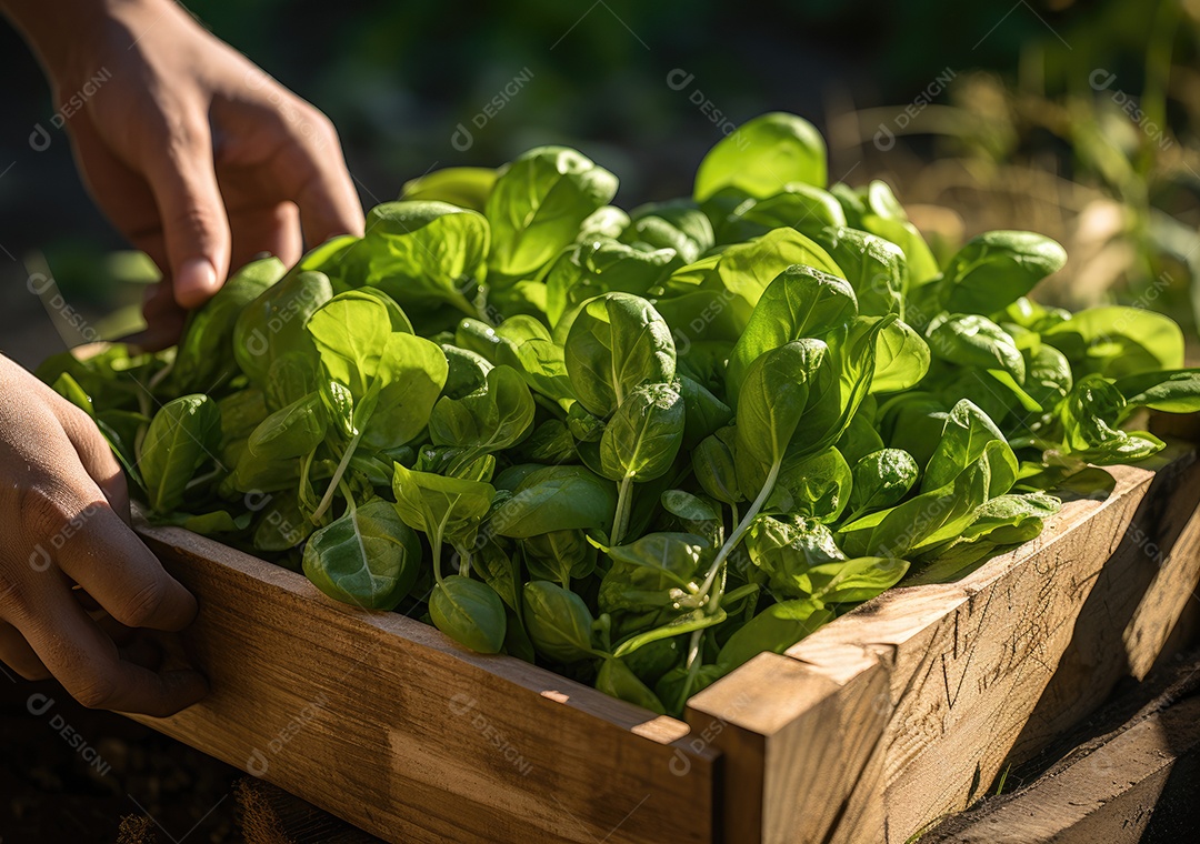 Mãos de pessoas segurando Verduras sobre uma caixa de madeira