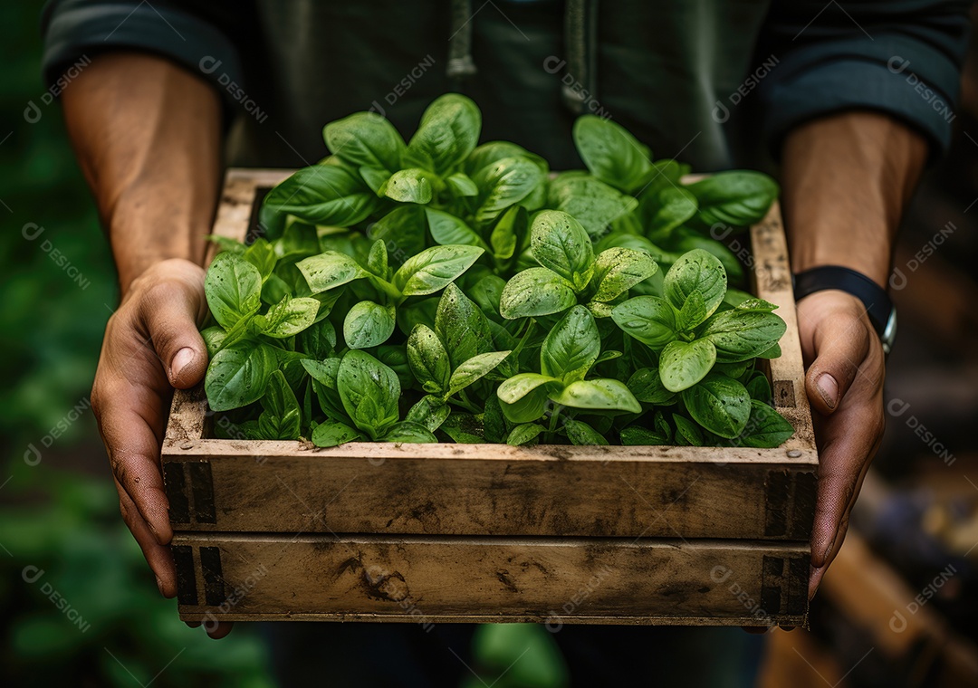 Mãos de pessoas segurando Verduras sobre uma caixa de madeira