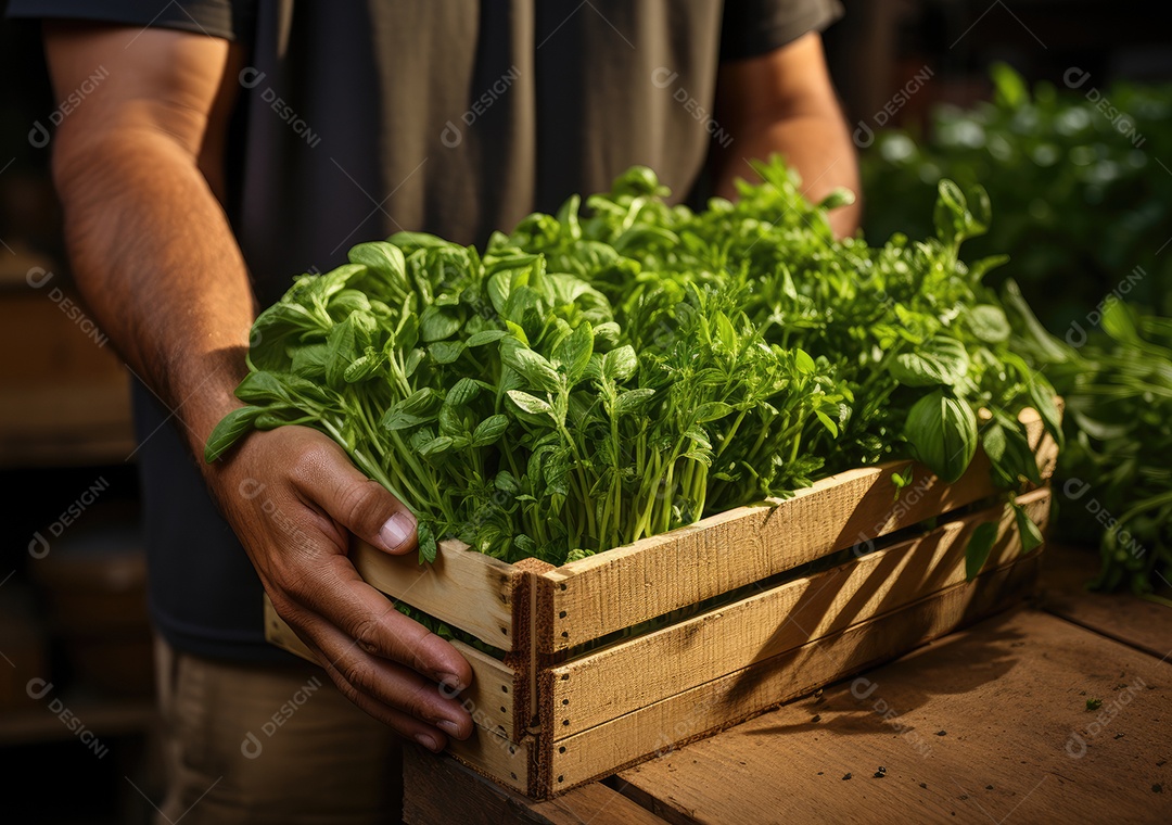 Jovem agricultor com espinafre recentemente colhido na cesta. Segurando a mão