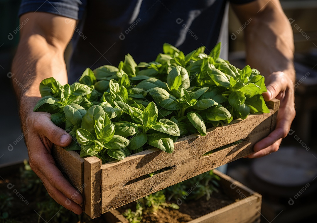 Jovem agricultor com espinafre recentemente colhido na cesta. Segurando a mão