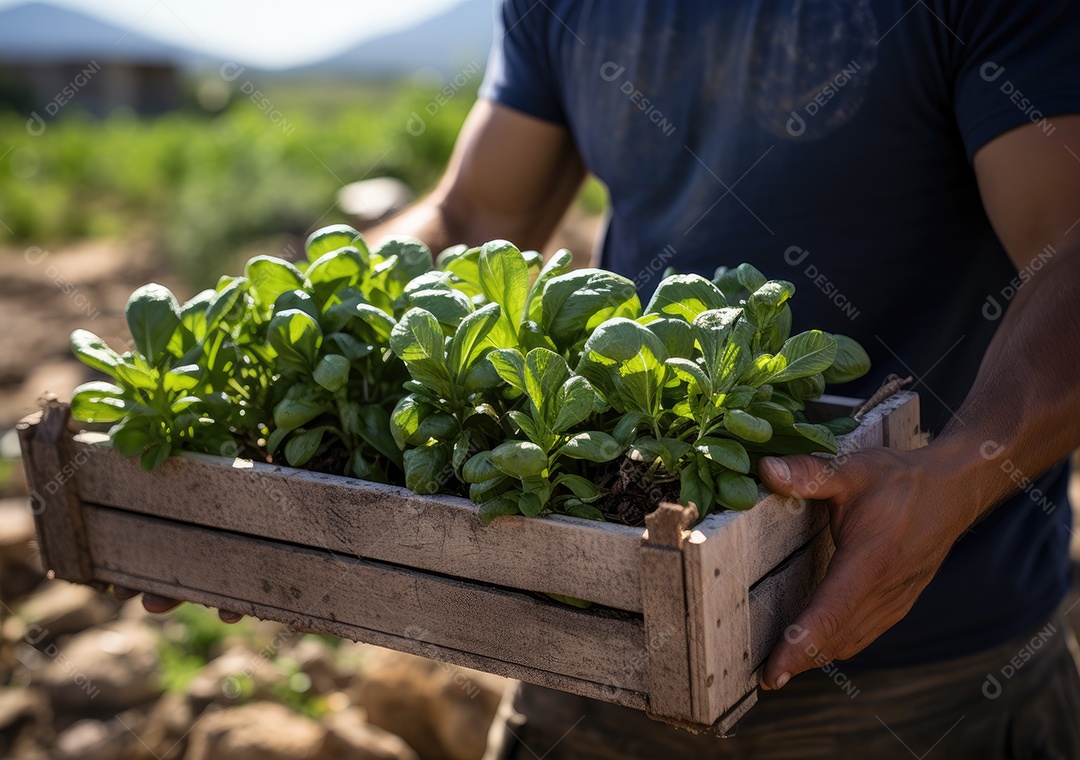 Jovem agricultor com espinafre recentemente colhido na cesta. Segurando a mão