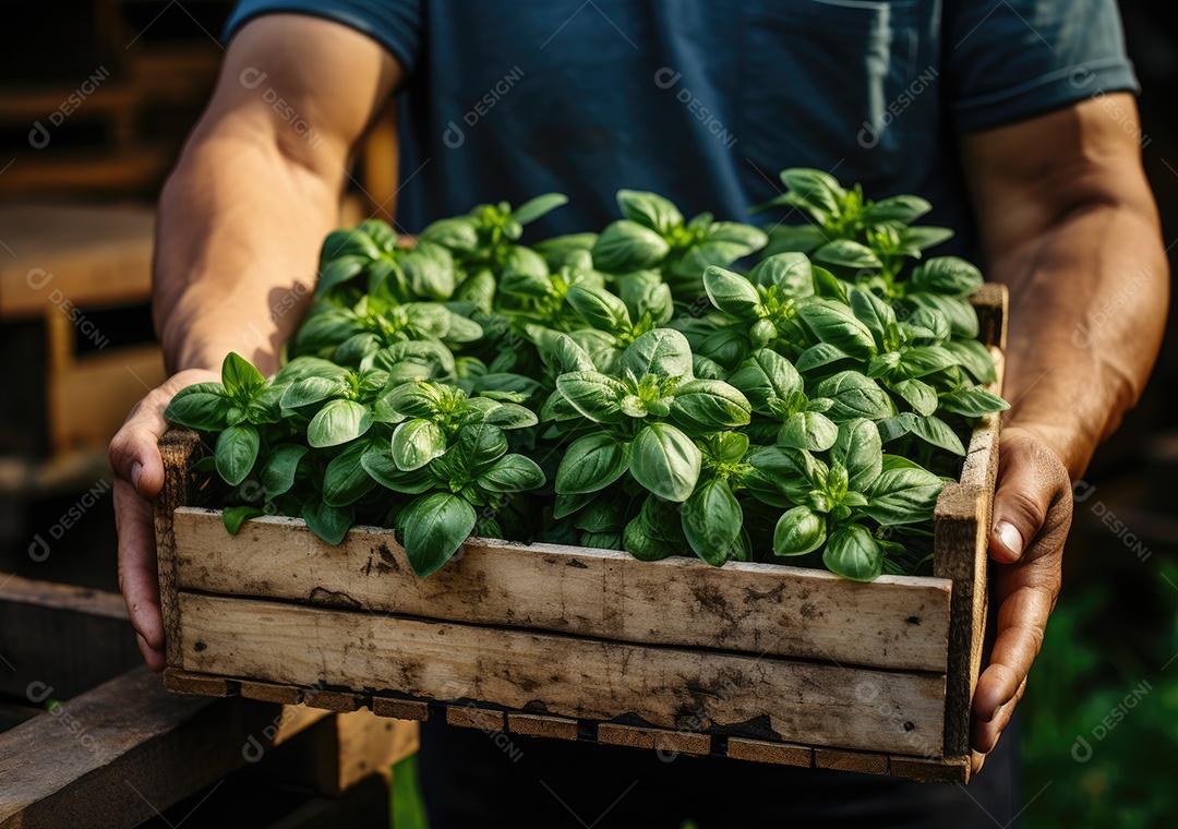 Jovem agricultor com espinafre recentemente colhido na cesta. Segurando a mão