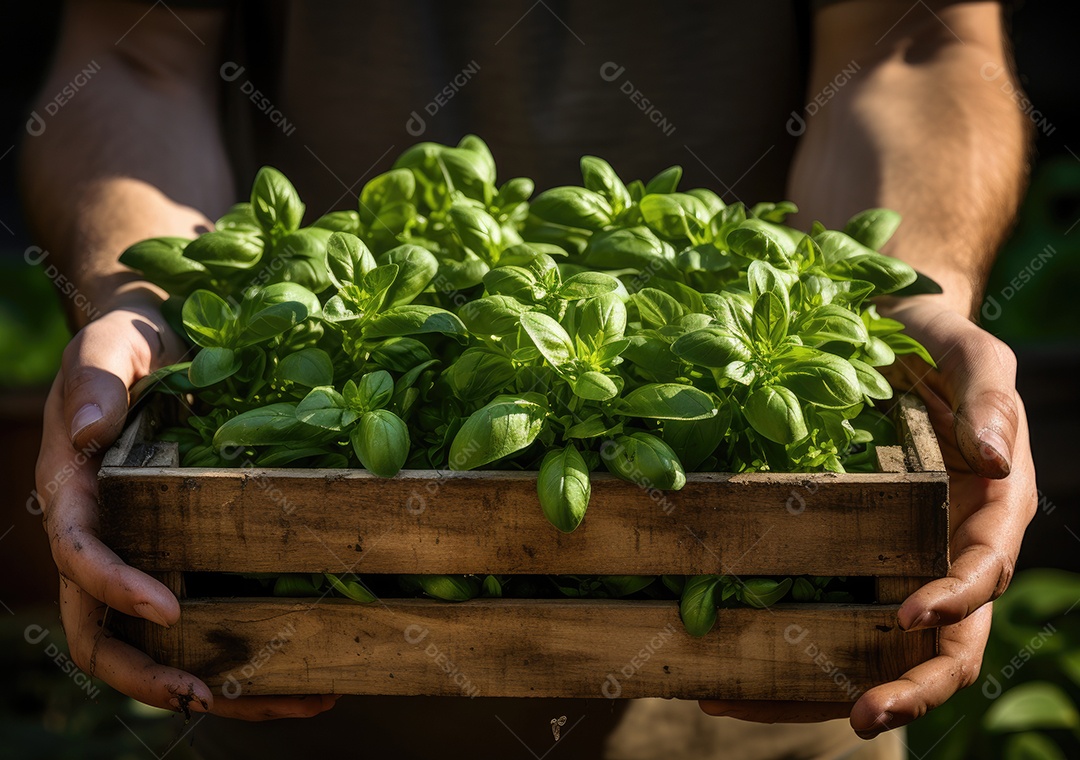 Jovem agricultor com espinafre recentemente colhido na cesta. Segurando a mão