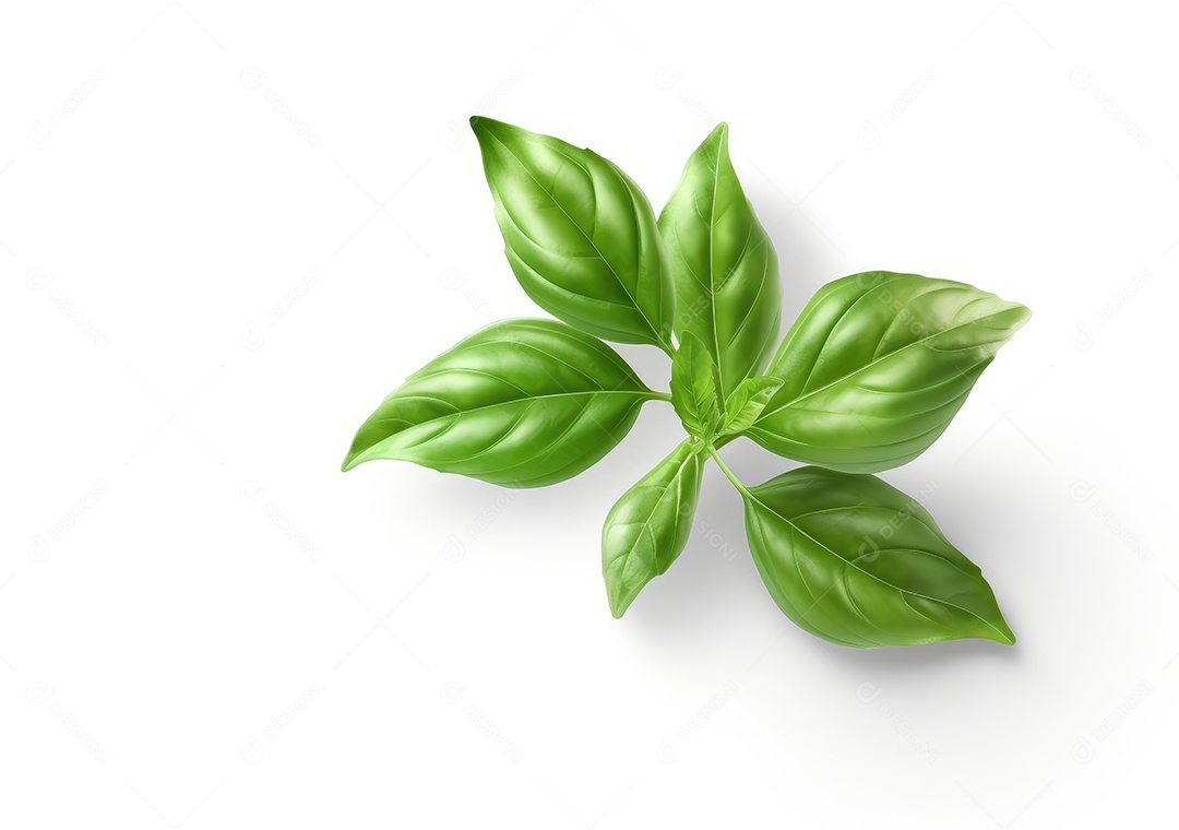 Folha verde sobre fundo isolado