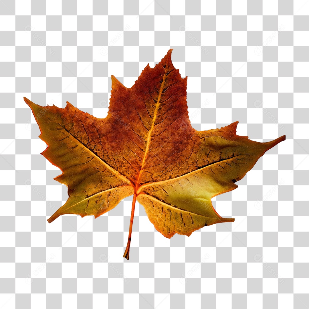 Folha de Outono Alaranjada PNG Transparente