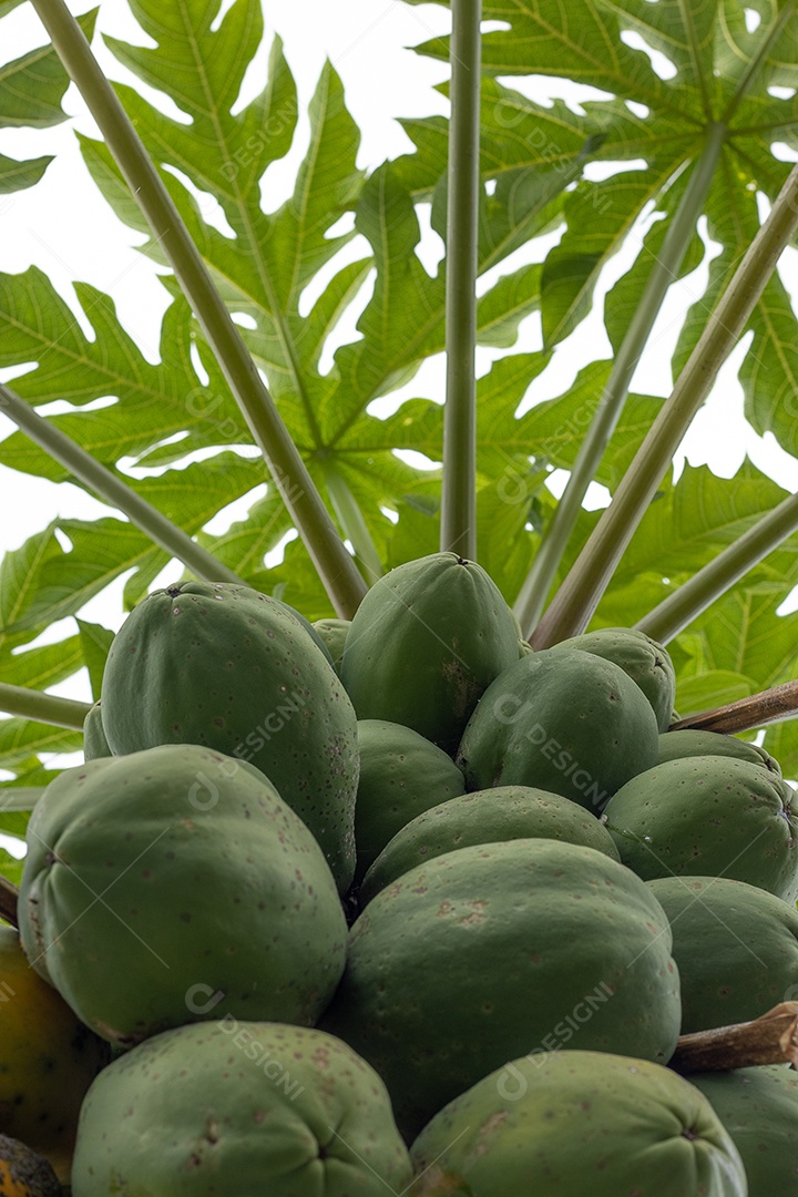 Planta frutífera mamão