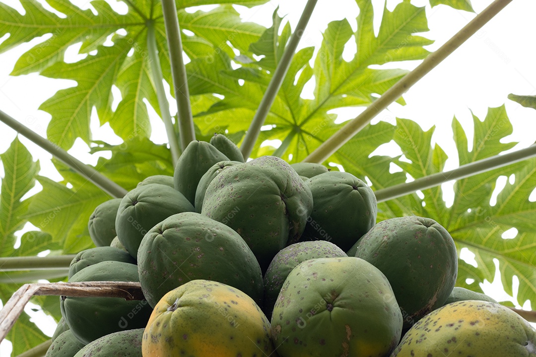 Pé de mamão carregado com frutos