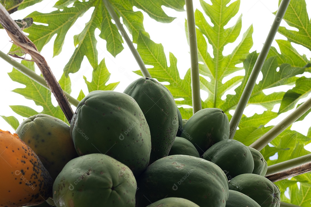 Pé de mamão carregado com frutos