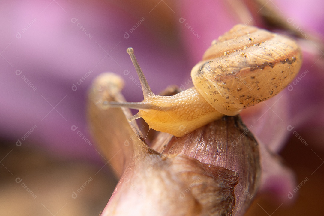 Macro de um caracol em um arbusto verde e lilás