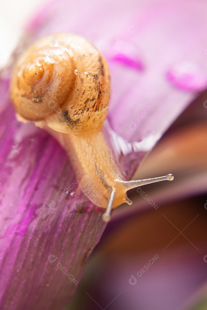 Macro de um caracol em um arbusto verde e lilás