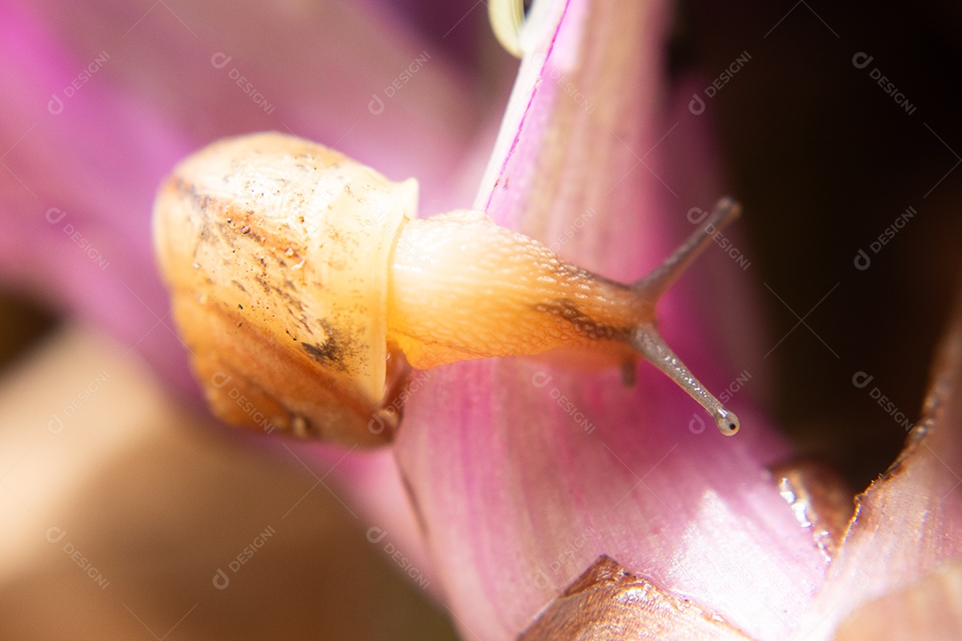 Macro de um caracol em um arbusto verde e lilás