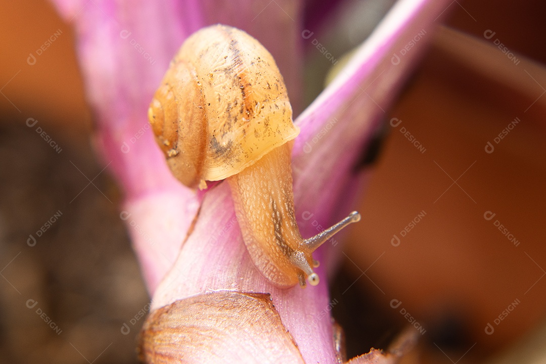 Macro de um caracol em um arbusto verde e lilás