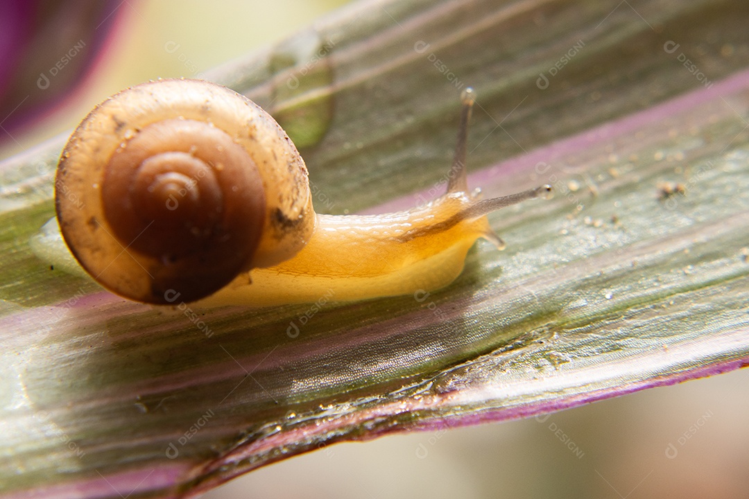 Macro de um caracol em um arbusto verde e lilás