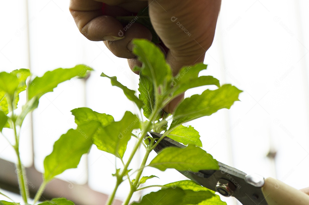 Agricultores colhendo produtos na horta