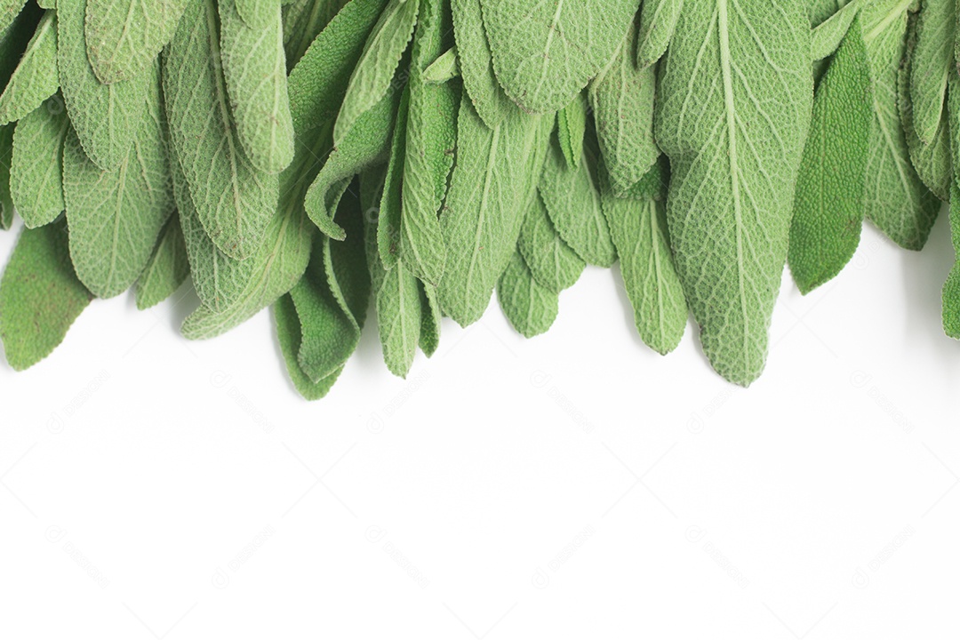 Sálvia. Quadro de sábio de jardim comum em fundo branco