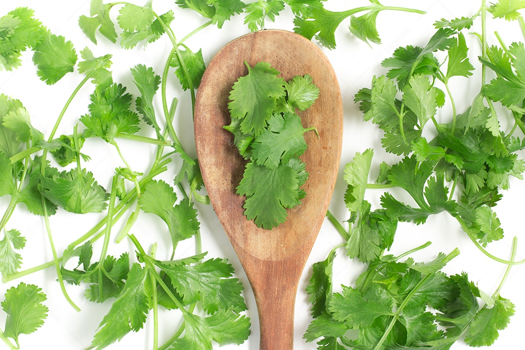Coentro fresco em uma colher em fundo branco