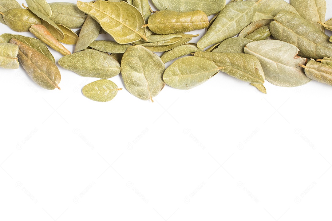 Folhas de Boldo brasileiro em uma colher isoladas em fundo branco