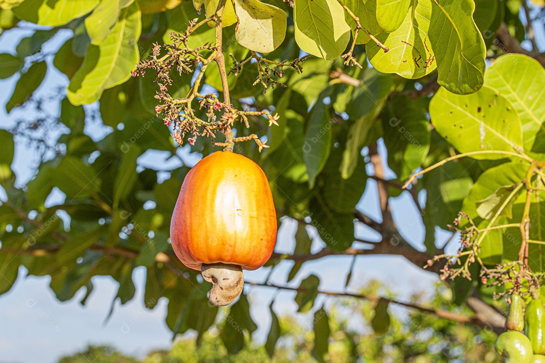 Caju maduro pendurado na árvore