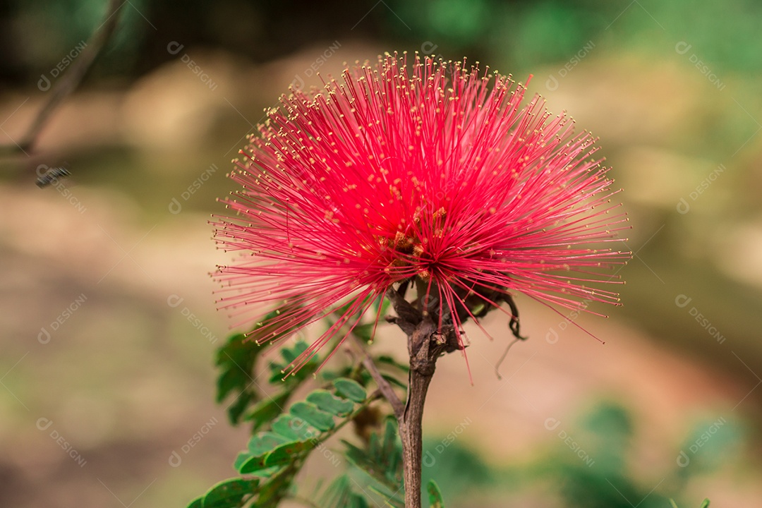 Linda flor vermelha no jardim