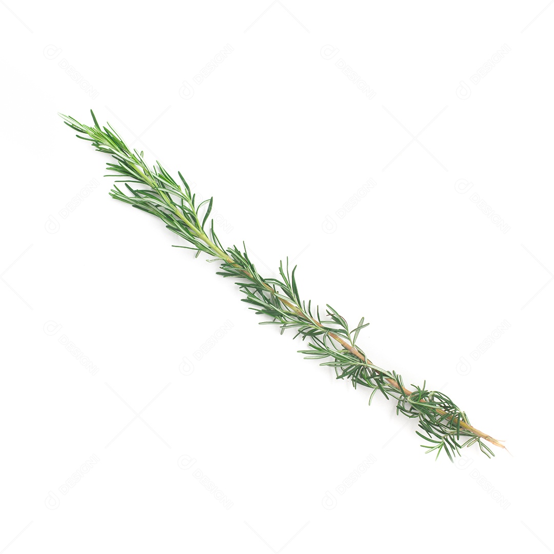 Bando de alecrim fresco isolado em fundo branco