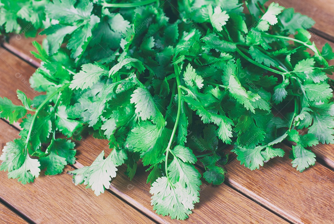 Folhas verdes de coentro