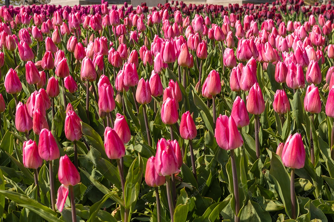 Tulipas em Amsterdã. Foto de fundo