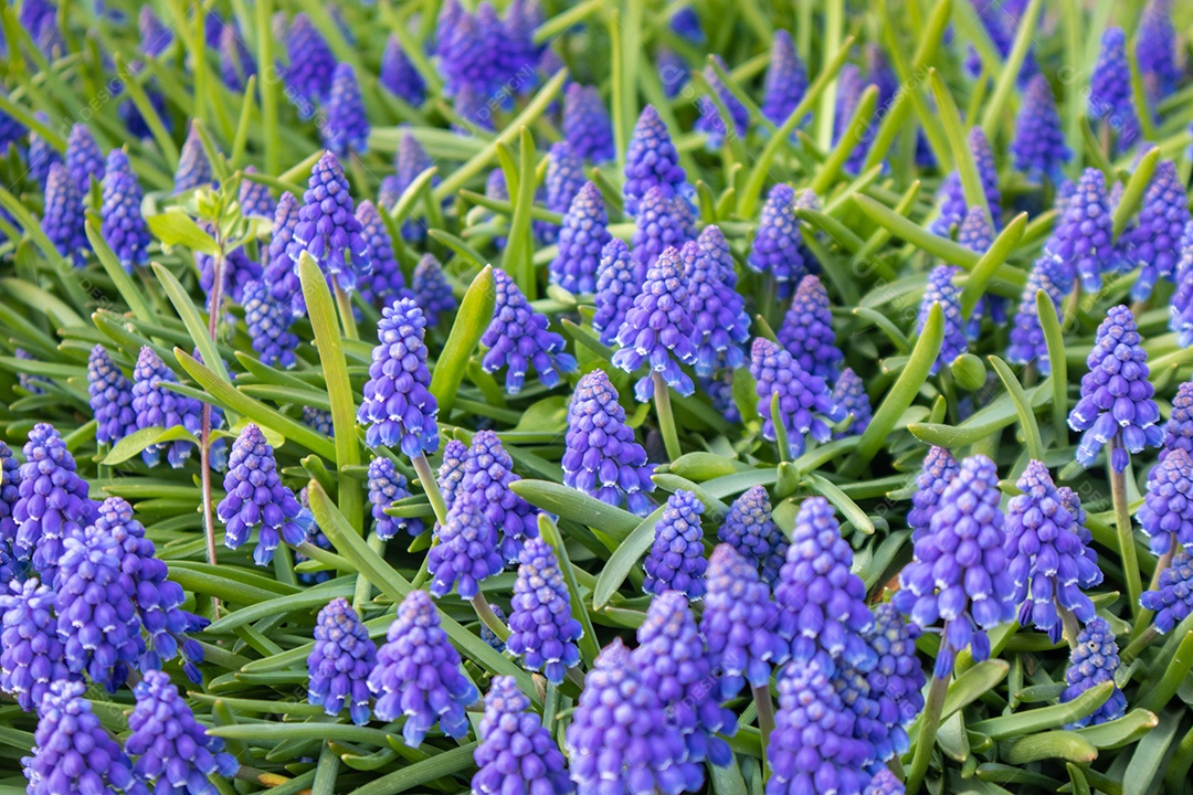 Flores de jacinto em Amsterdã, Holanda, Europa