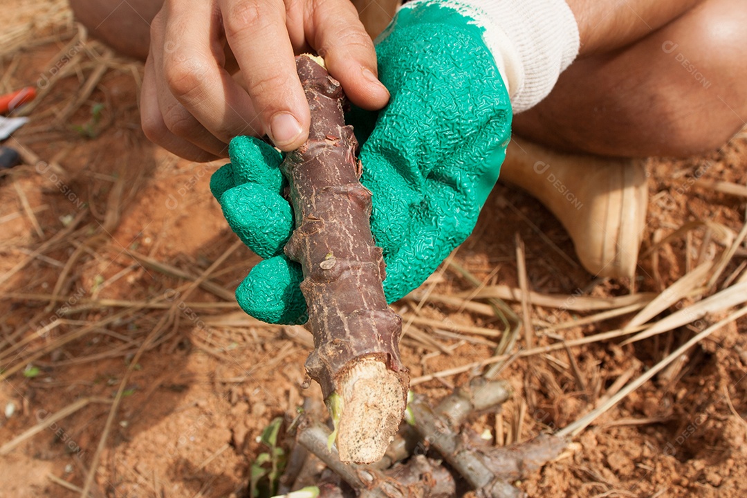 Homem plantando mandioca na fazenda