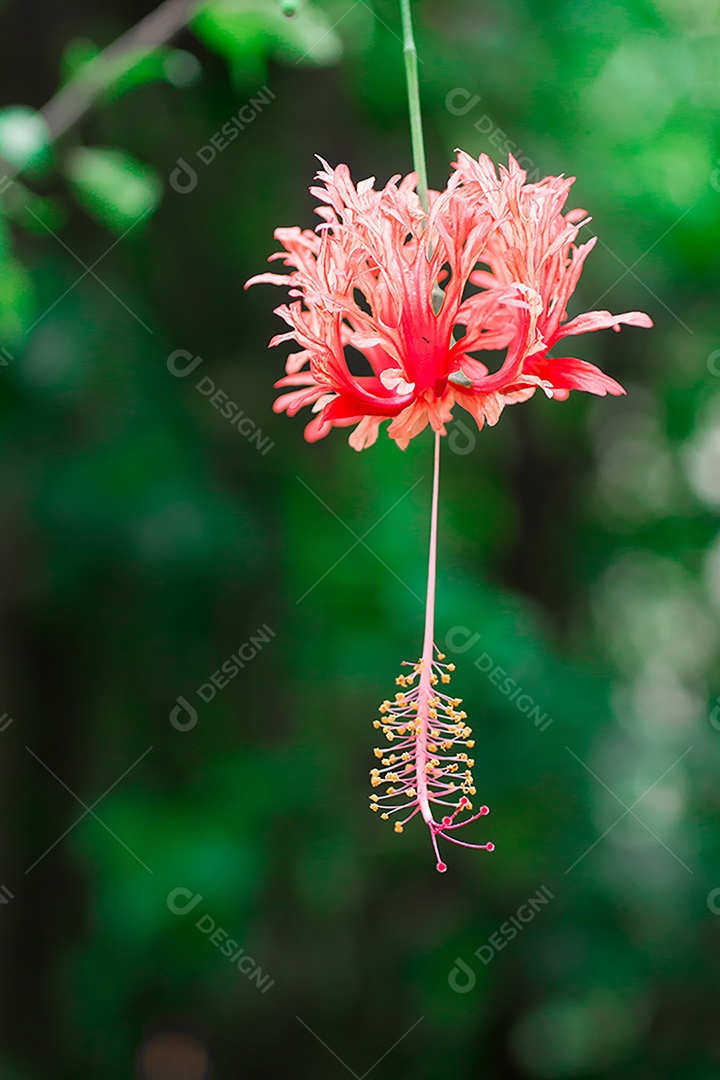 Linda flor vermelha sobre jardim