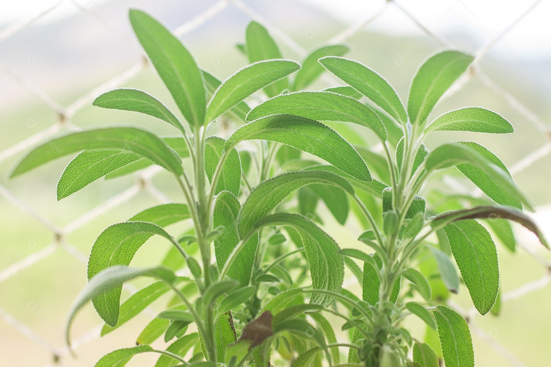 Sálvia officinalis. Sálvia, sálvia de jardim ou sálvia comum