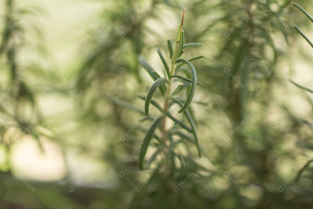 Planta De Alecrim Fresco. Foto aproximada