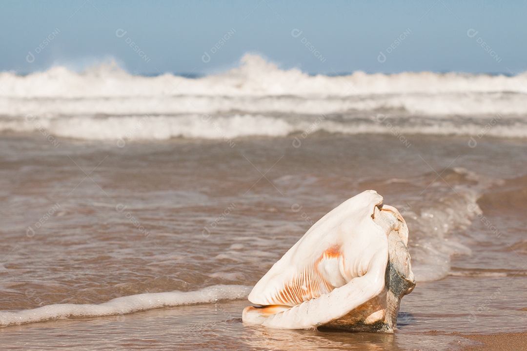 Grande Shell na praia. Búzios, Rio de Janeiro, Brasil