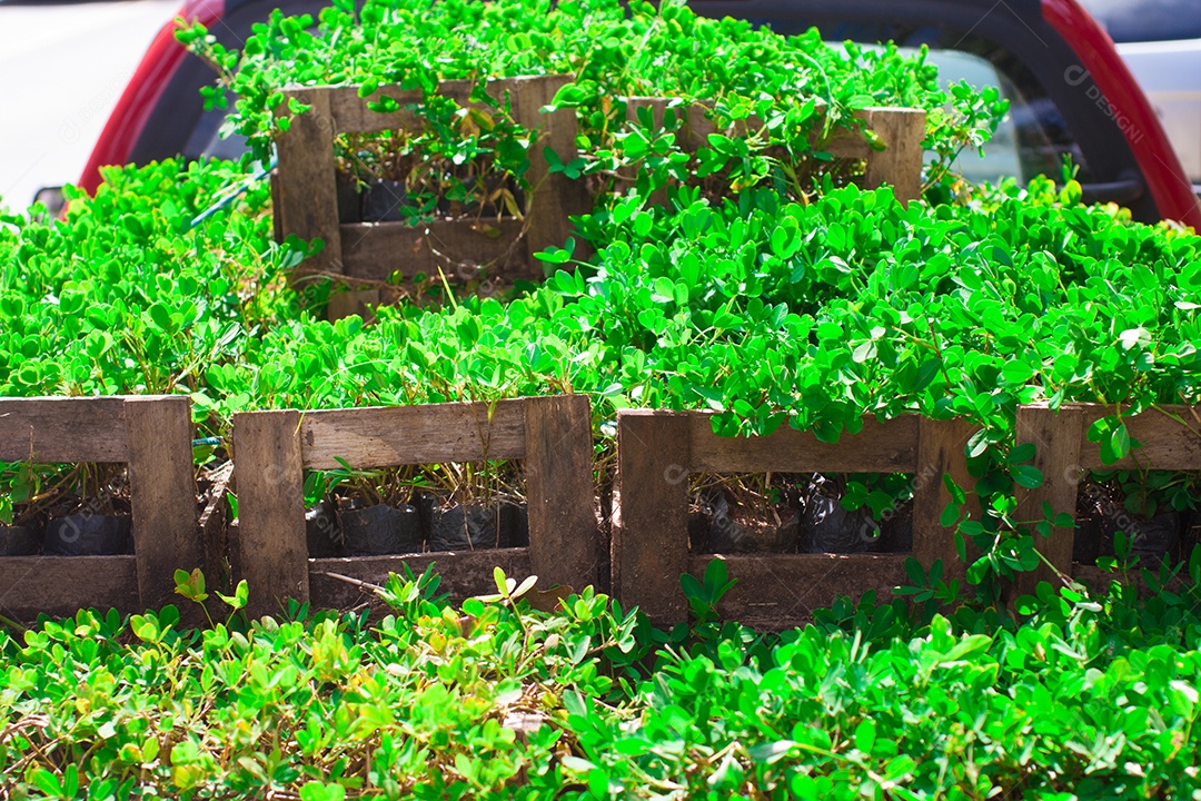 Grama Verde Amendoim. Nome Científico Arachis Repens