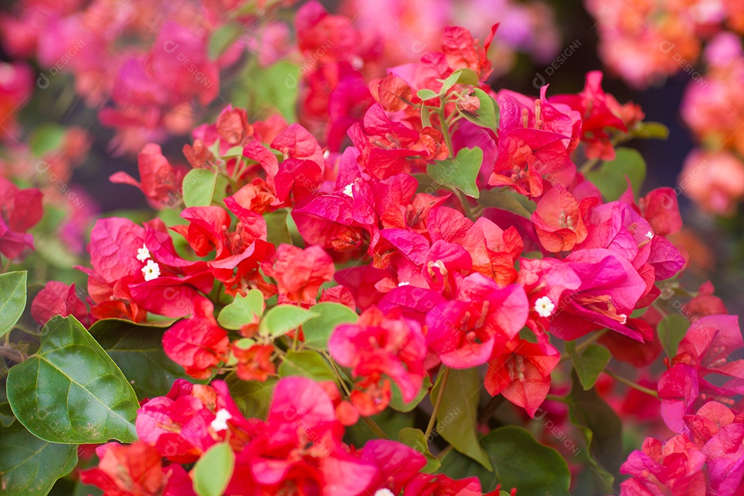 Close da flor buganvília vermelha