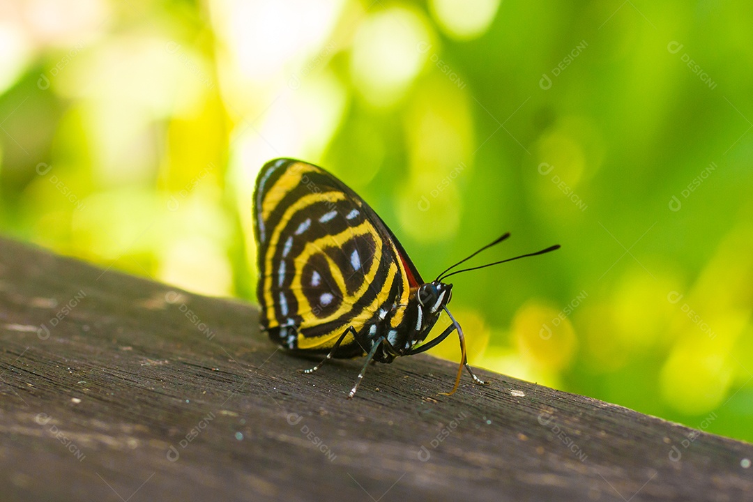 Borboleta Callicore Amarela e Preta sobre uma superfície de madeira na chapada dos veadeiros
