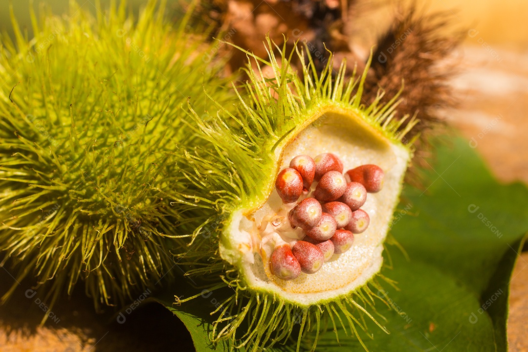 Abra sementes verdes de Urucum sobre uma folha em Goiás