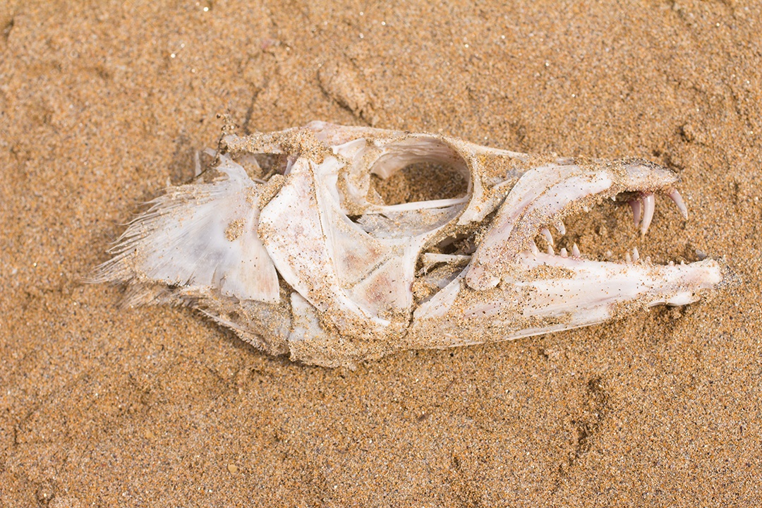 Crânio de osso de peixe sobre a areia da praia