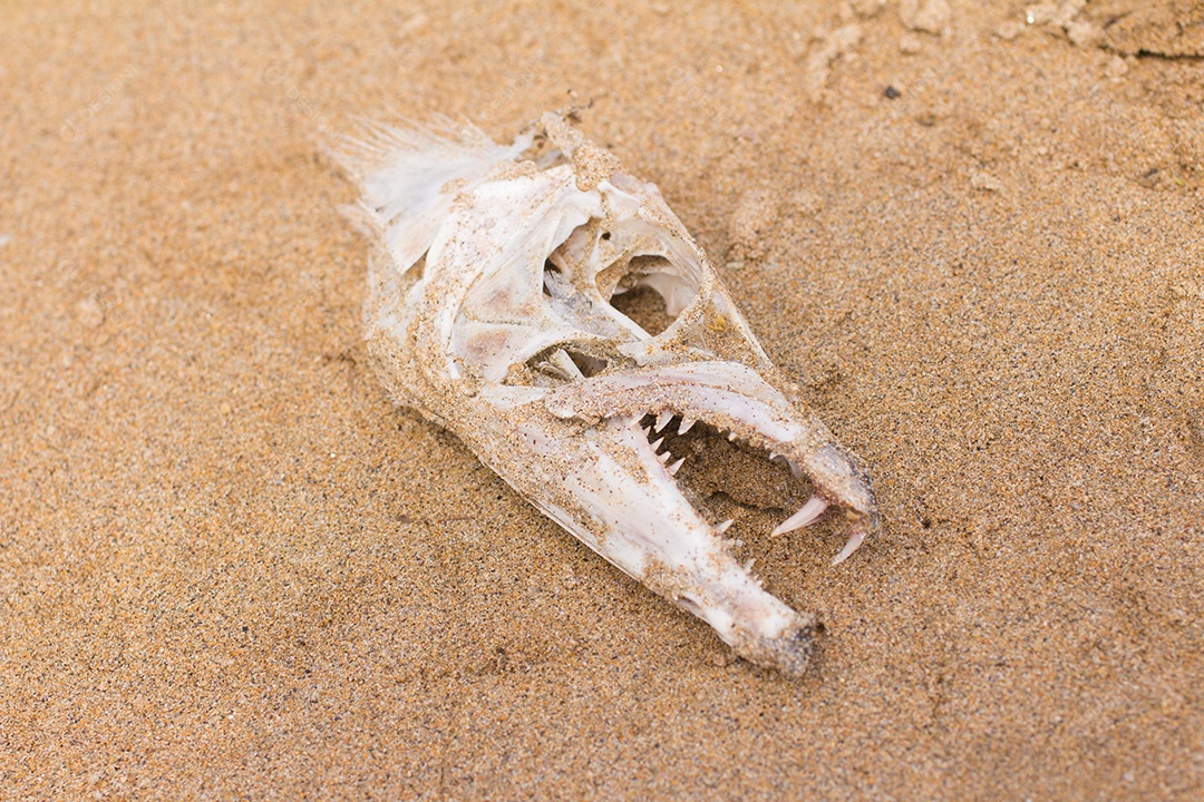 Crânio de osso de peixe sobre a areia da praia