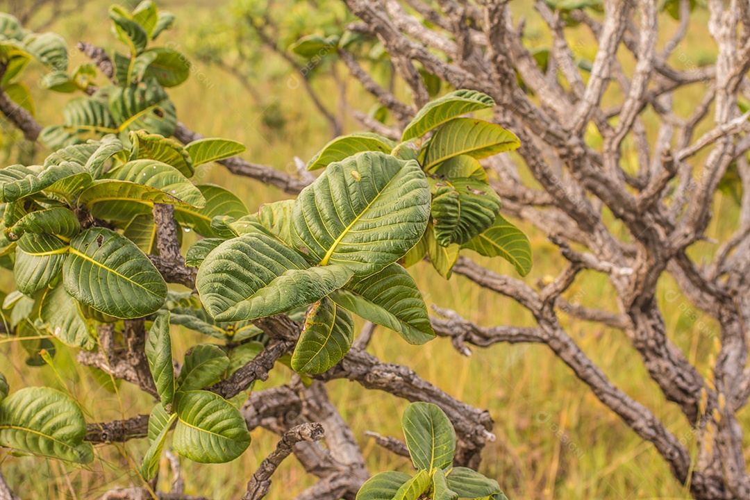 Planta Chapeu de Couro no cerrado, chapada dos veadeiros, goiás, brasil.