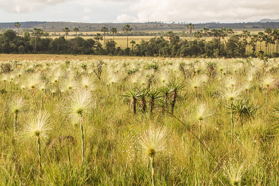 Sempre-viva, Chuveirinho, Paepalanthus classenianus. Palipalão. Chapada dos Veadeiros