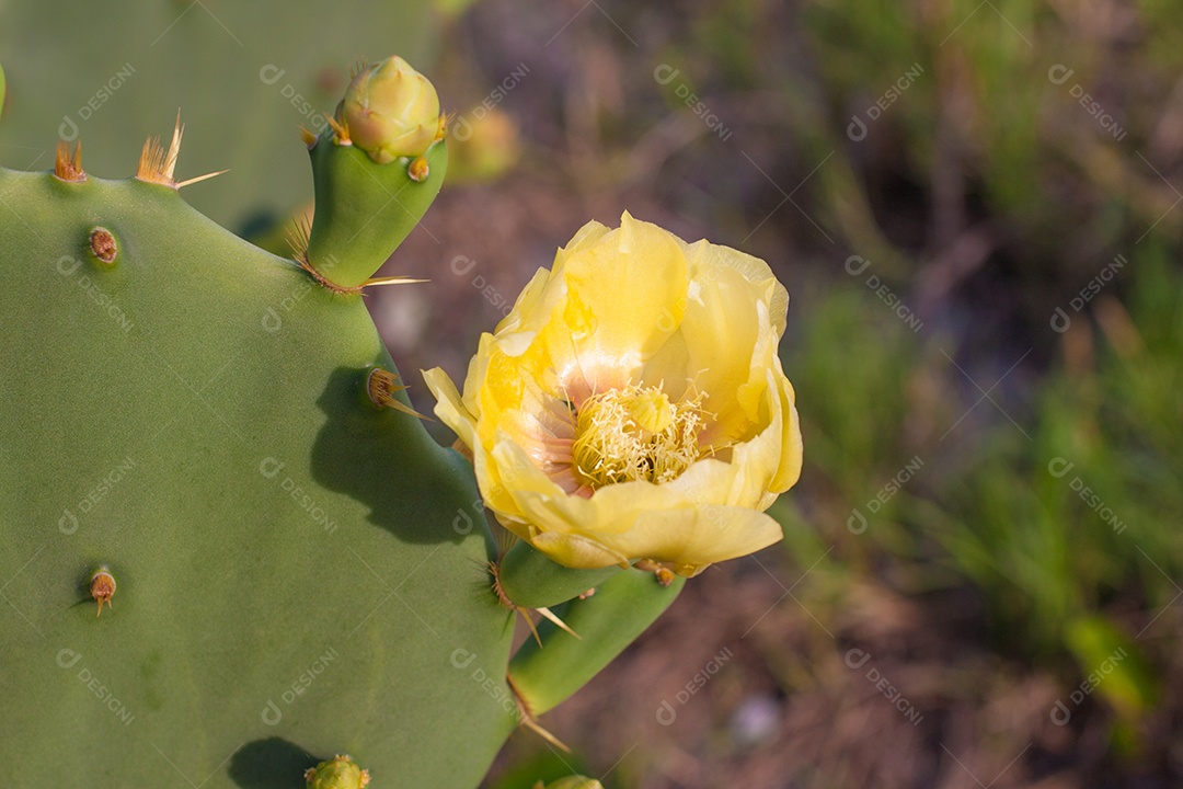 Cactáceas. Opuntia ficus-indica. Flor de cacto