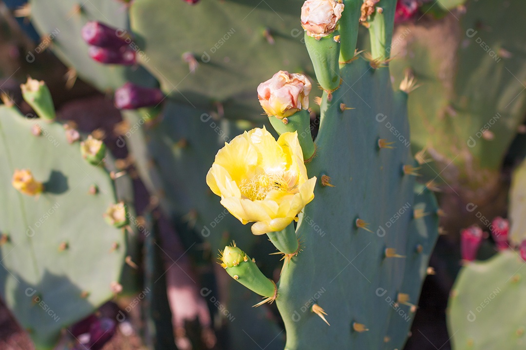 Cactáceas. Opuntia ficus-indica. Flor de cacto