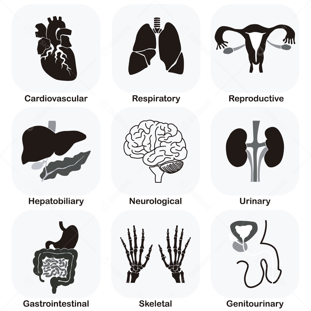 Conjunto de Órgãos Ilustração Vetor EPS