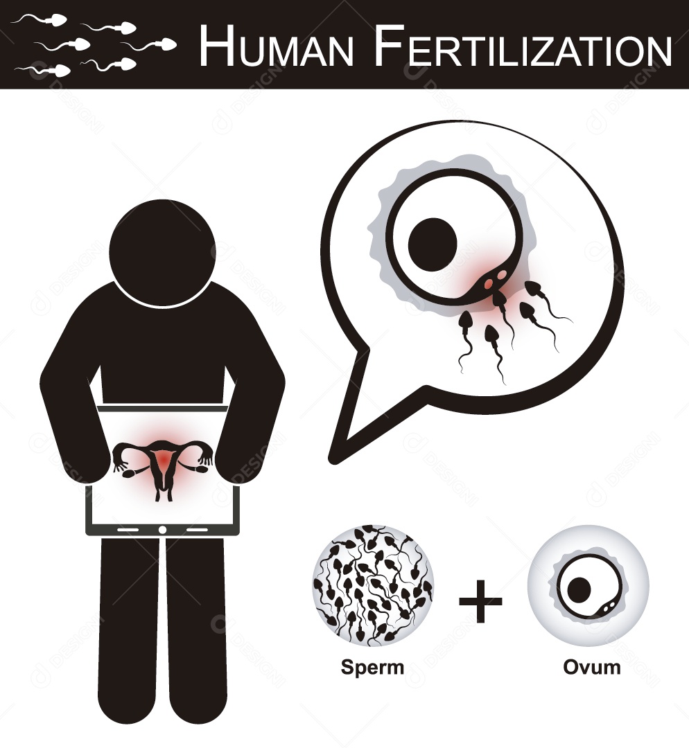 Fertilização Humana Ilustração Vetor EPS
