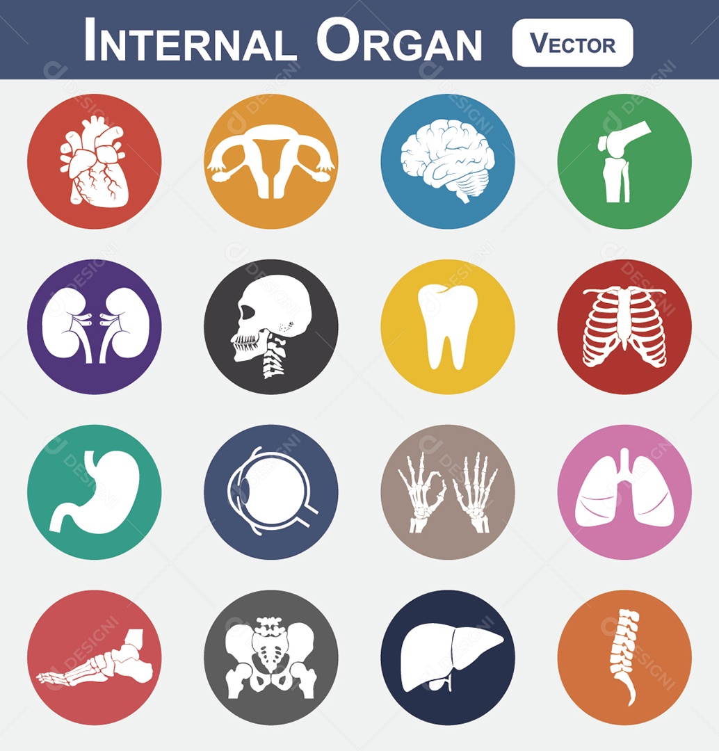 Órgão Interno Ilustração Vetor EPS