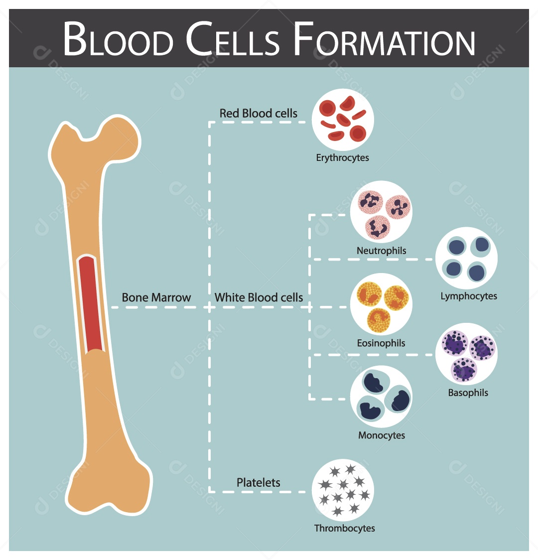 Formação de Células Sanguíneas Vetor EPS