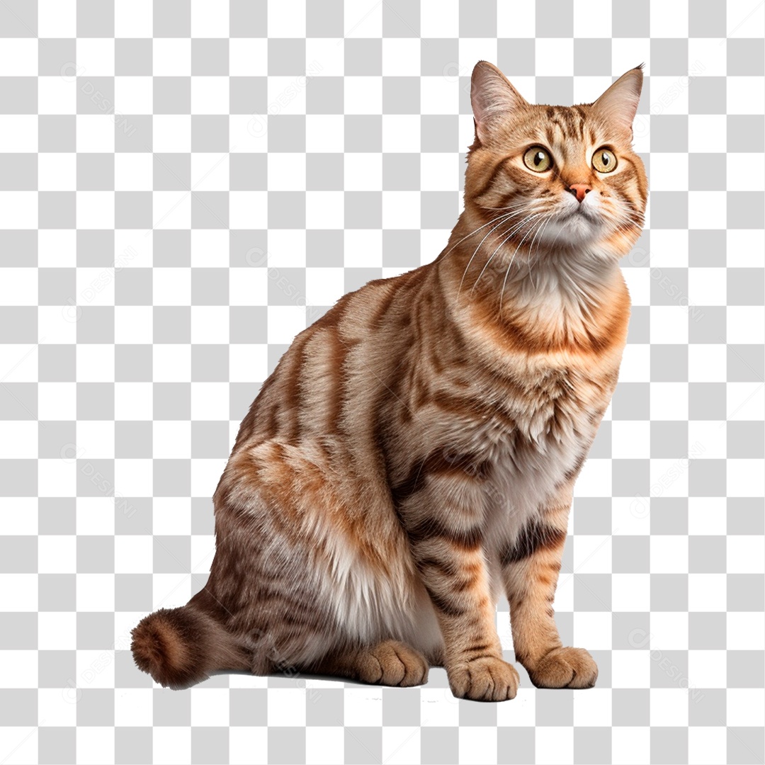 Gato Pet Animal de Estimação PNG Transparente